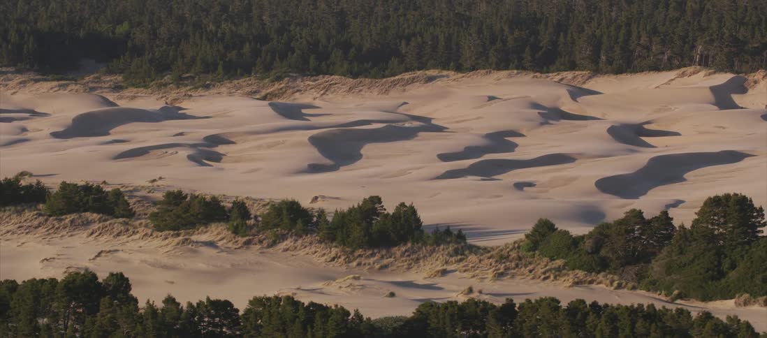 Sand dunes form between lines of trees