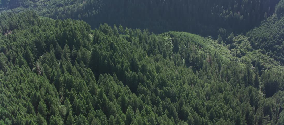 Landscape of forest mountain with valley on a sunny day