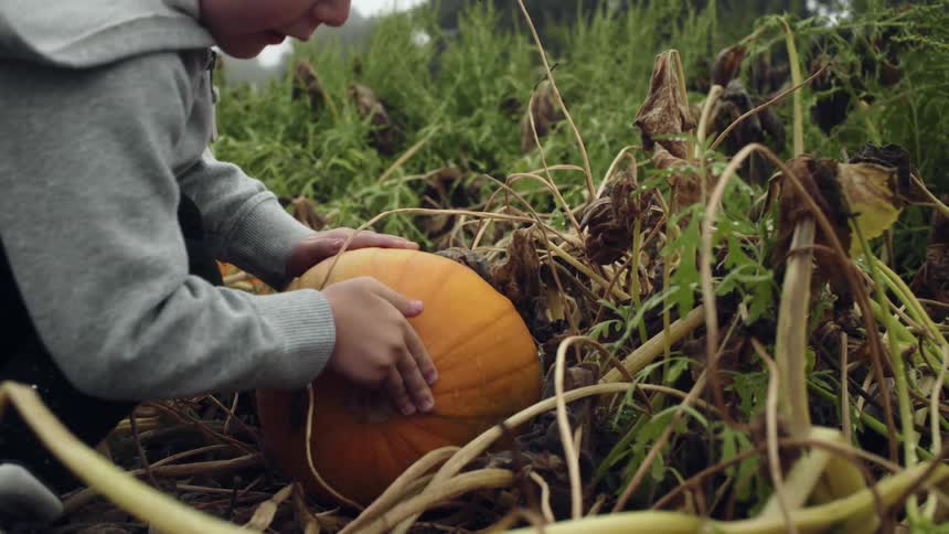 Little boy tries to take a squash from the ground