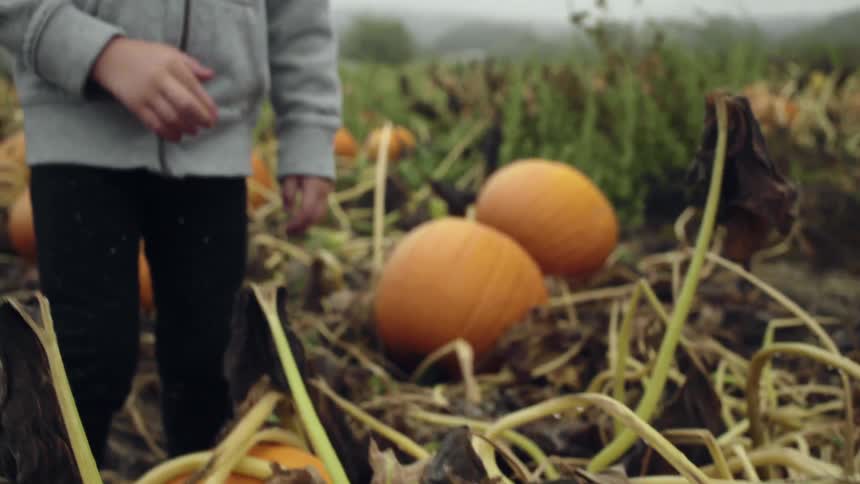 Small boy and his mother explore pumpkin field