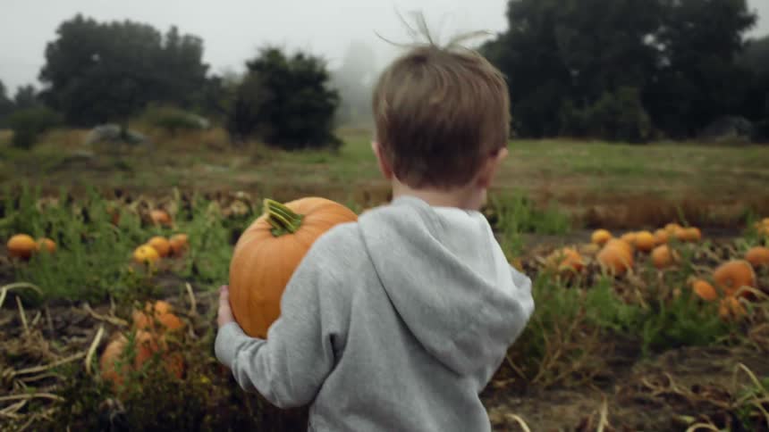 Little boy walks in a field of pumpkins while holding one in his hands