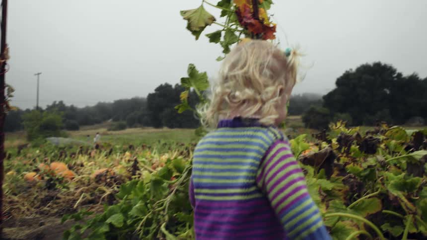 Toddler walks in the field of pumpkins and points at one in the daytime