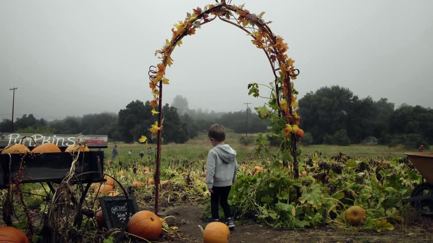 A child walks into a pumpkin patch