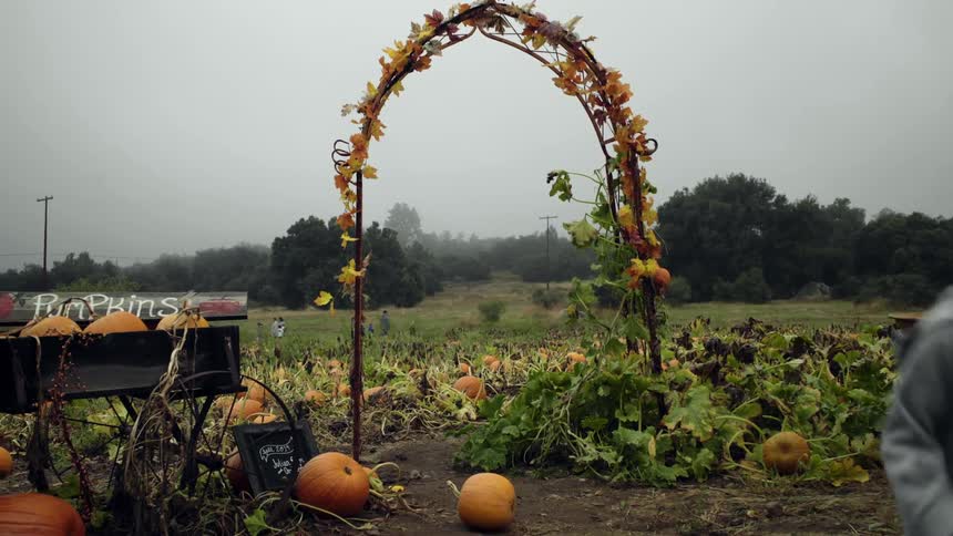 Little boy walks under an arch decorated with orange blossoms