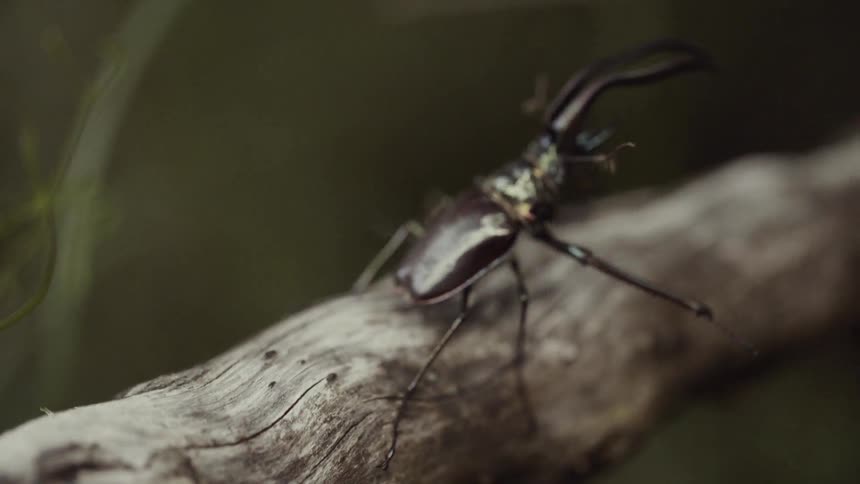 A cockroach walks across a branch
