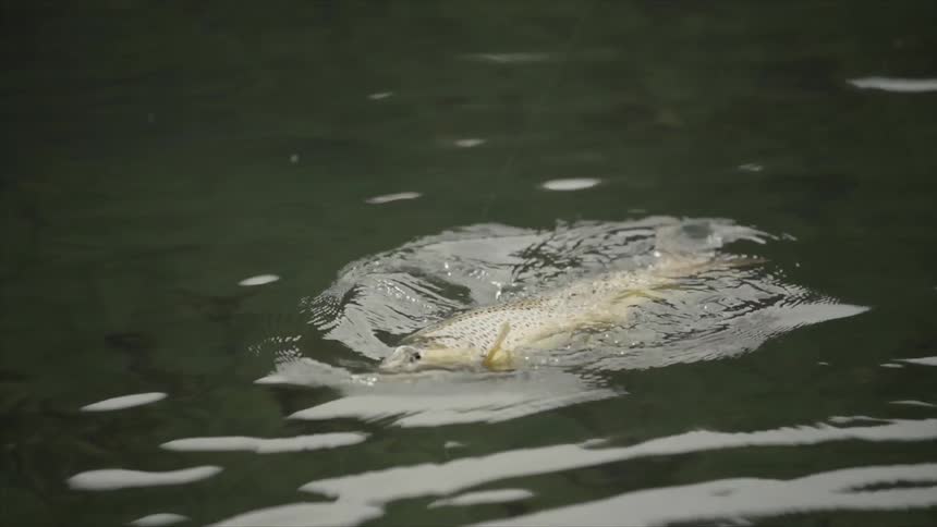 A fish caught on a fishing line is dragged through the water as it is reeled in