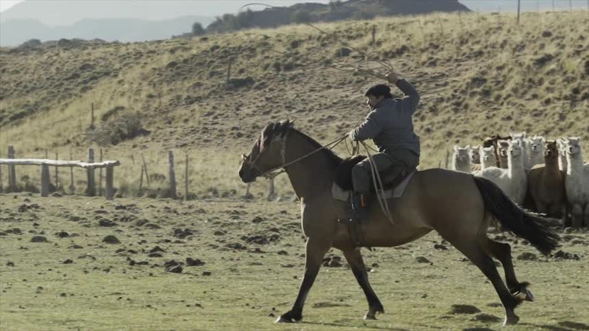 A man rides a horse and swings a lasso