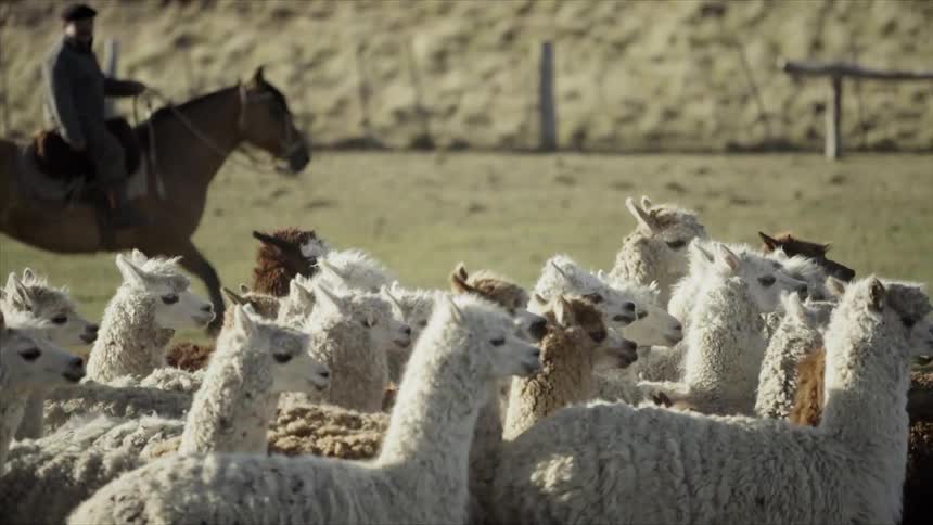 A horse collects a herd of alpaca