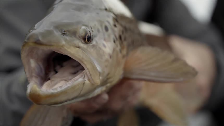A man holds a live fish