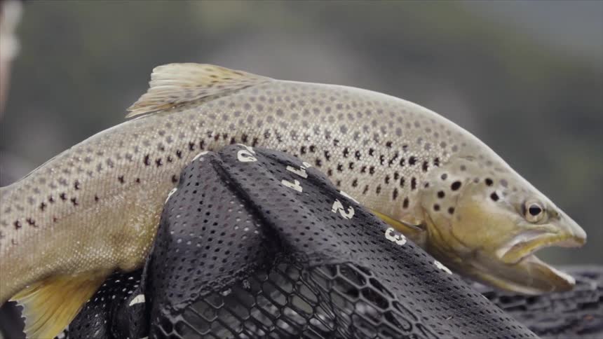 A man admires a fish caught in a net