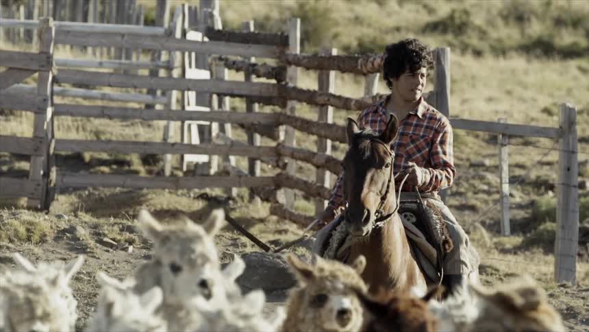 A young male is riding on the back of a horse and swinging a leather strap over his head as he herds a group of alpacas within a fenced in enclosure