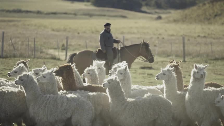A man is herding llamas from a horse