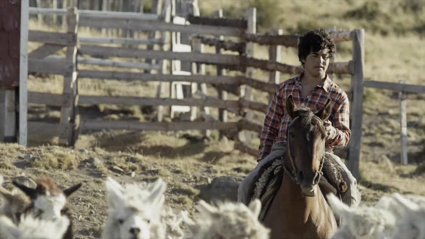 The man is riding his horse with llamas herding in front