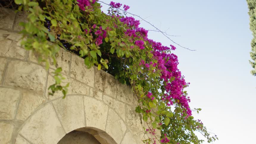 The flowers and vines hang off the stone arch