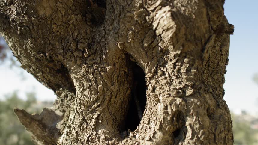 A tall tree is covered with sunlight