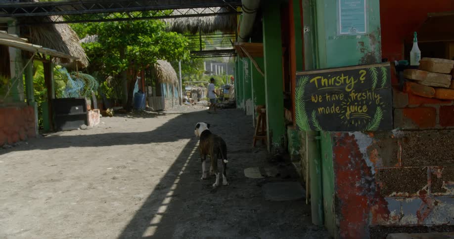 A dog follows behind a man