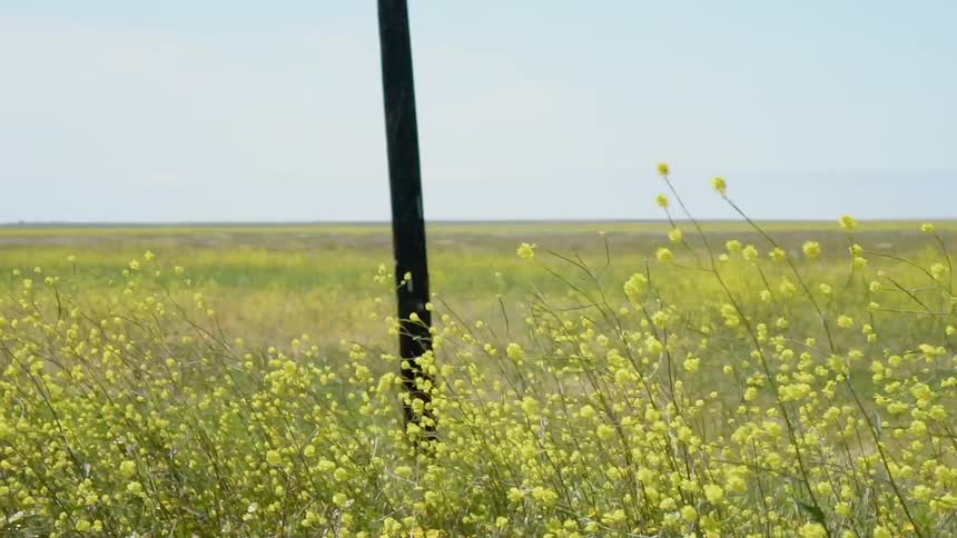 A field with yellow flowers and the sky in the background