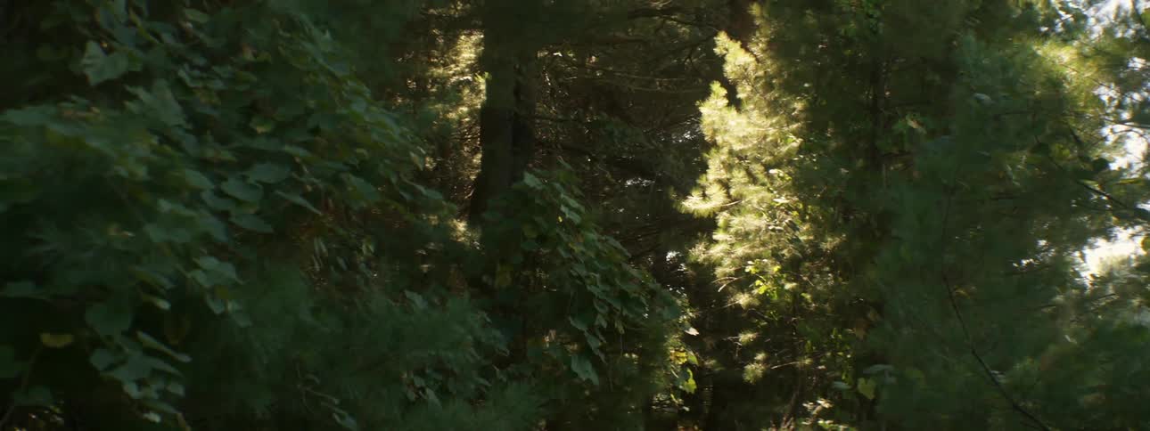 Sunlight shining through trees in a dense forest