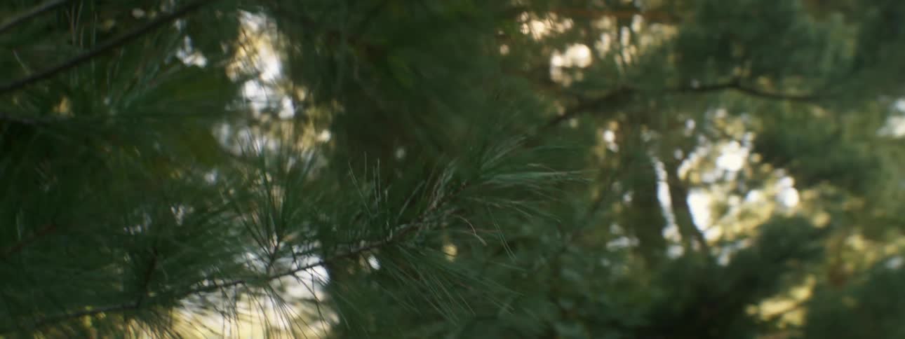 Close shot of pine needles and trees