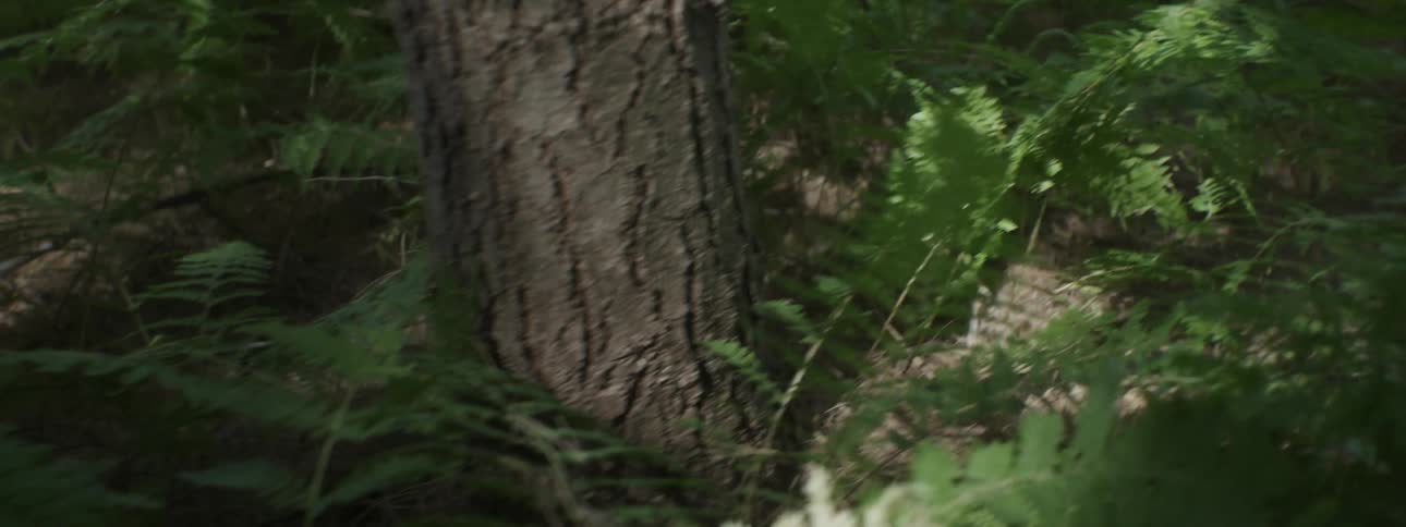 Ferns growing on the forest floor surround a tree