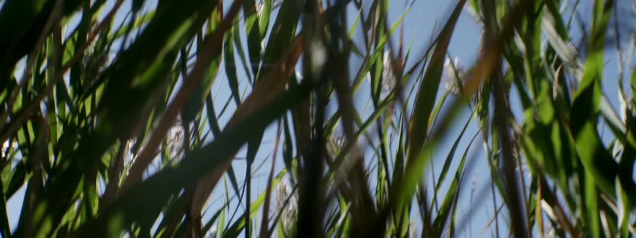 Close up of weeds on a sunny day