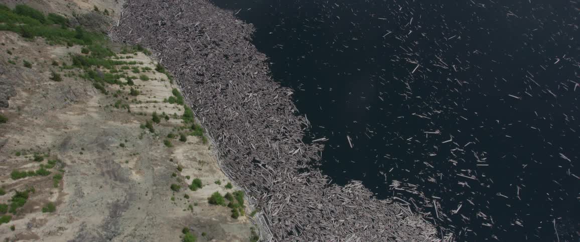 A countless number of fallen tree trucks are floating in a large river along its shoreline