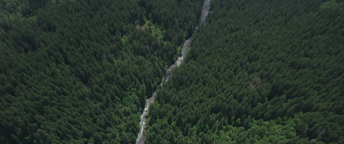 An aerial view of a forest with a river running through it