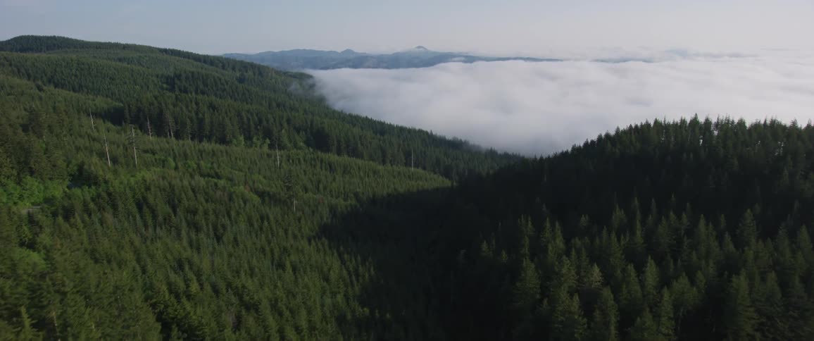 Aerial view of a mountain pine forest