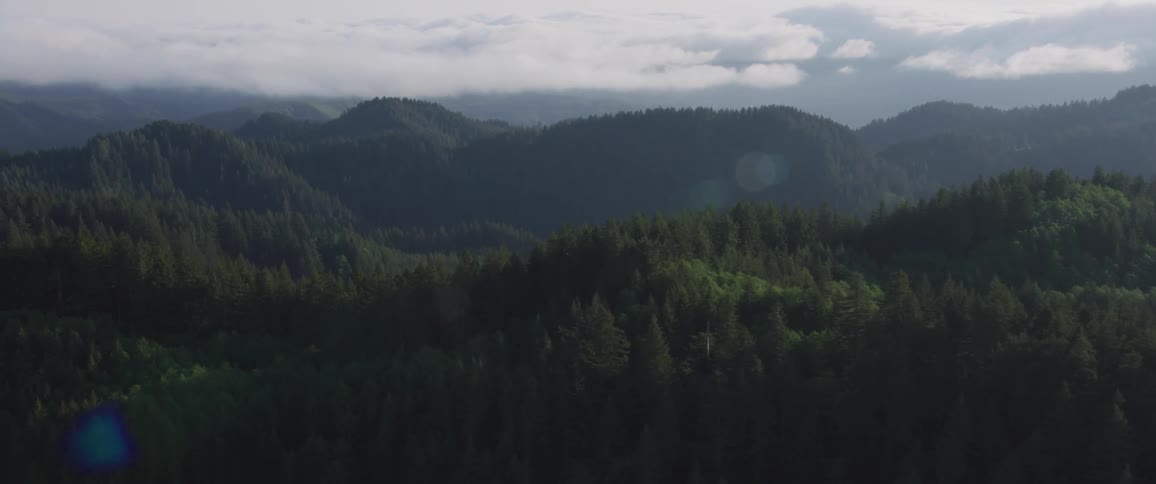 Aerial view of a forest
