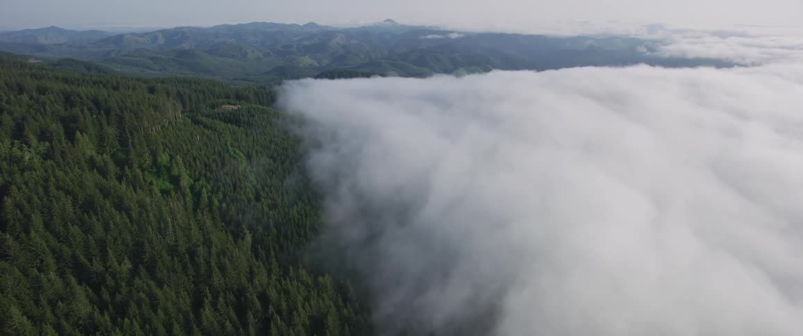 Fog covers a section of trees on a mountainside