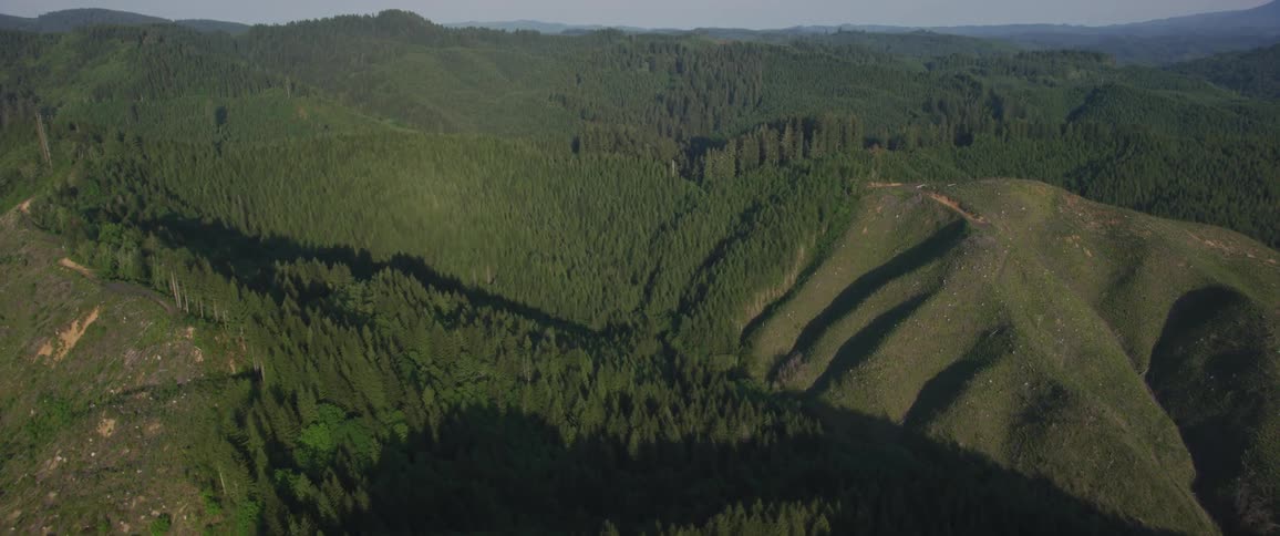 A forest of pine trees and rolling hills