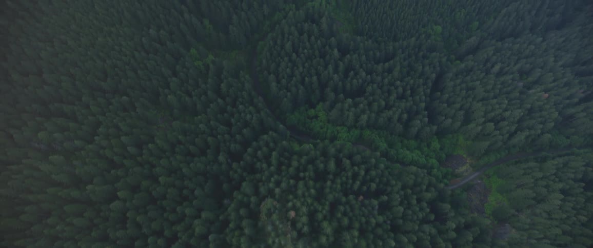 Birds eye view of a forest