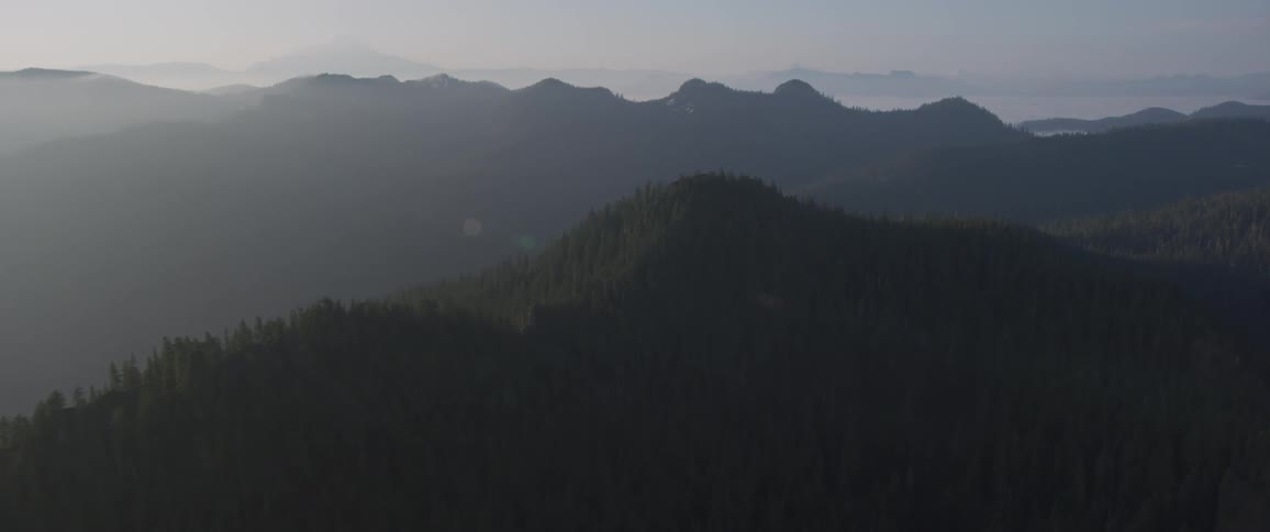 Aerial view of a forest