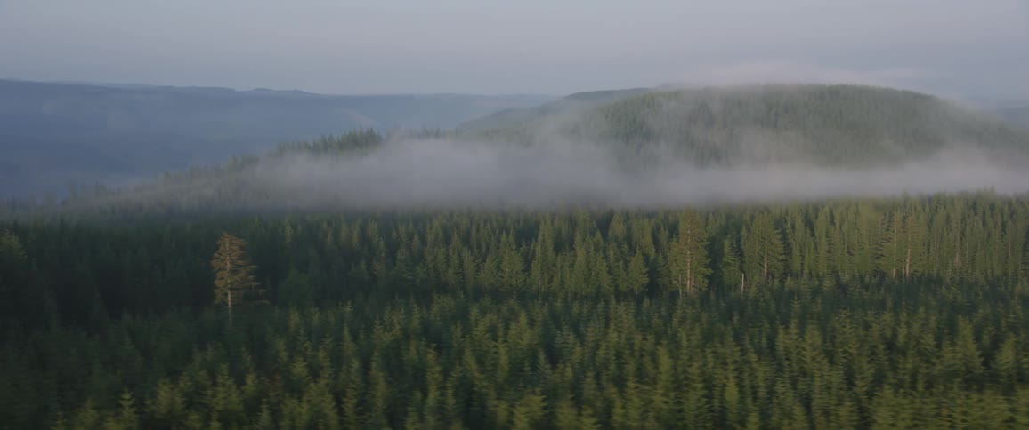 A dense hilly forest with fog in some areas