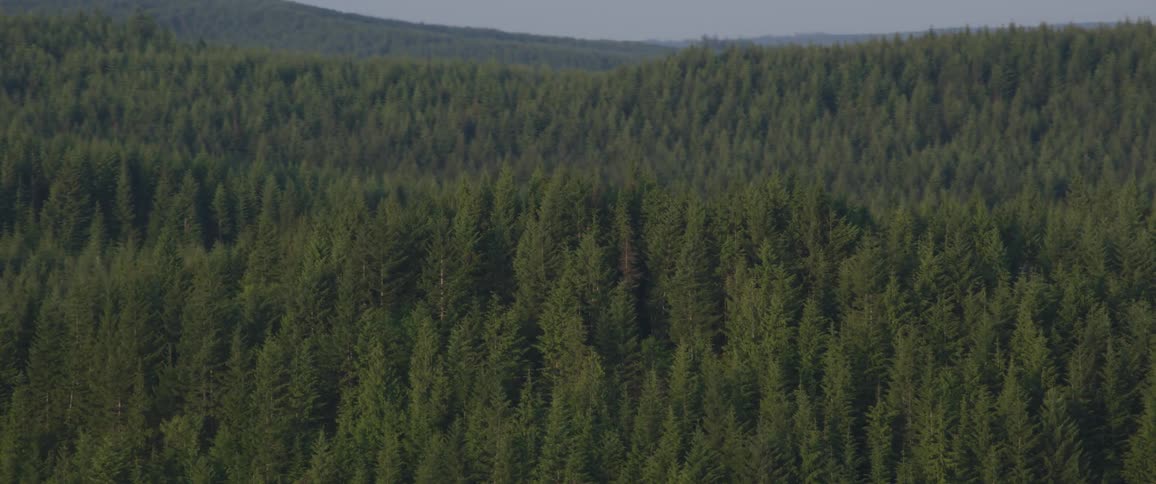 Rolling hills covered in a pine forest