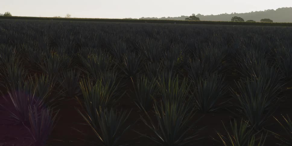 The sun shines brightly on a field of spiky plants and in the distance are some forested hills