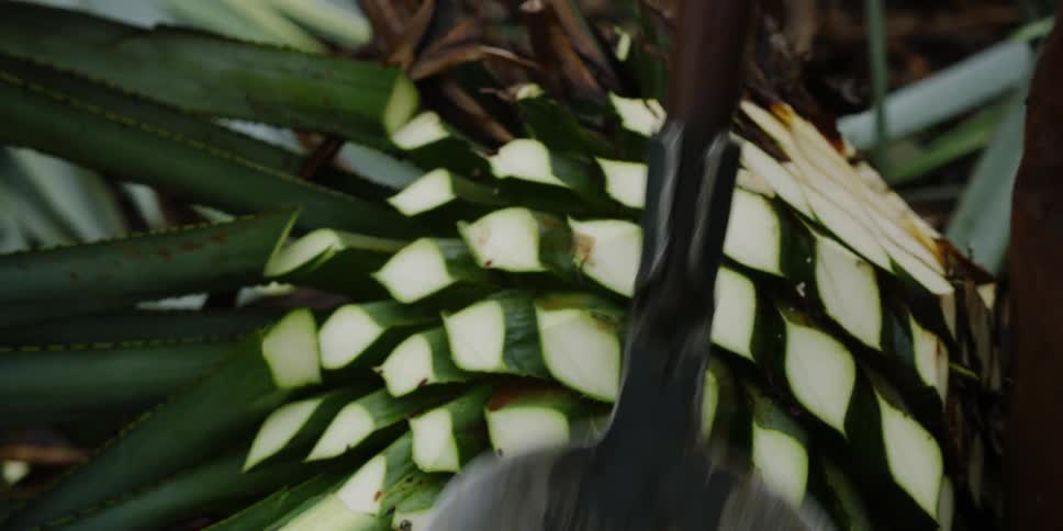 Someone chops fronds off of a palm oil fruit with a sharp utensil