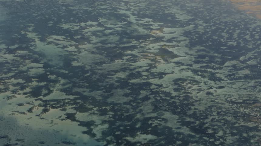 Green algae floats in a body of water