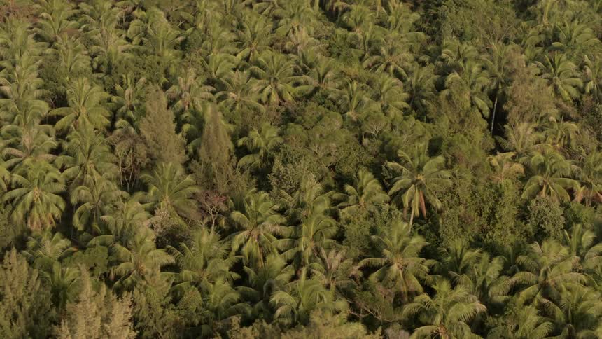 The camera flies over jungle looking down at trees