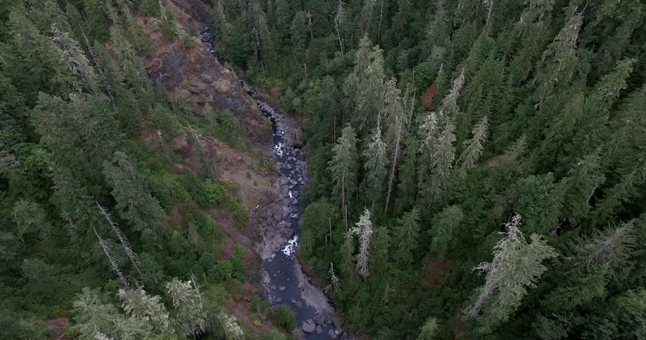 Overhead view of a river flowing through a forest