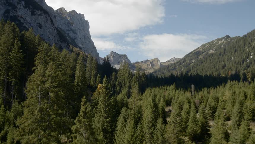 A forest of pine trees surrounded by steep mountains