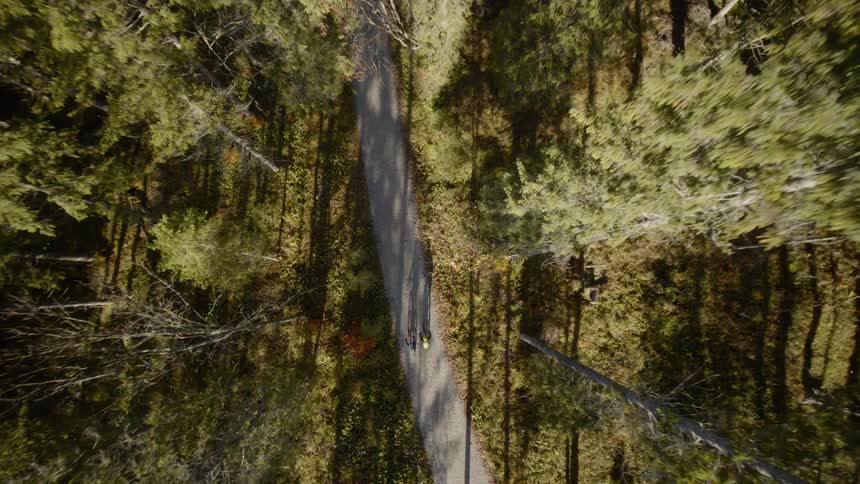 Two cyclists cycle on the cycle path in the forest on a sunny day