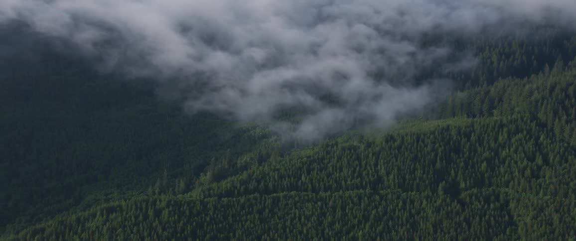 Clouds float over a dense forest