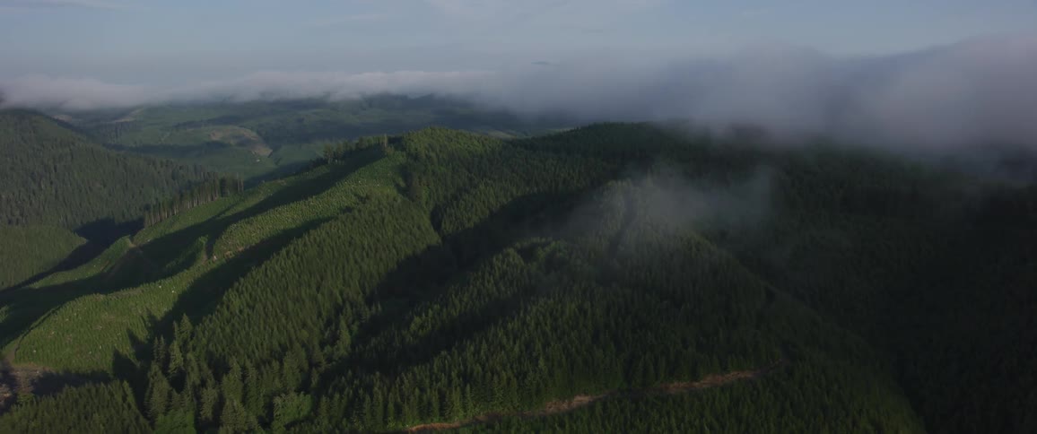An aerial shot of a cloudy forest