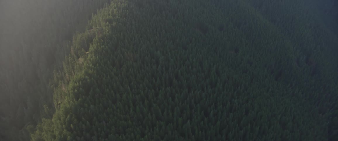 Forest covered mountains with clearings