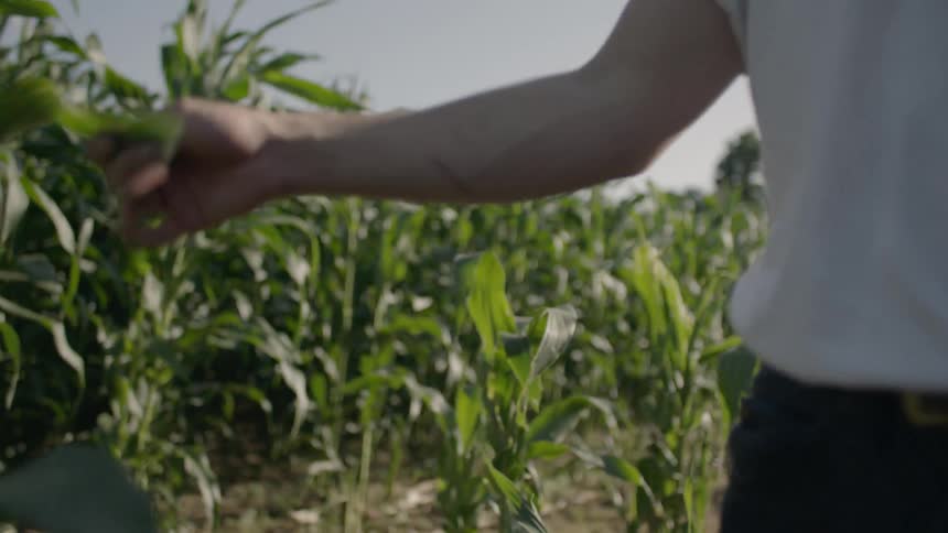 Two people walk through a field together
