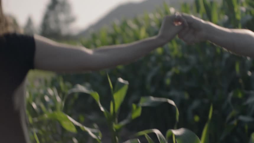 A man and woman hold hands then let go while walking through a corn field
