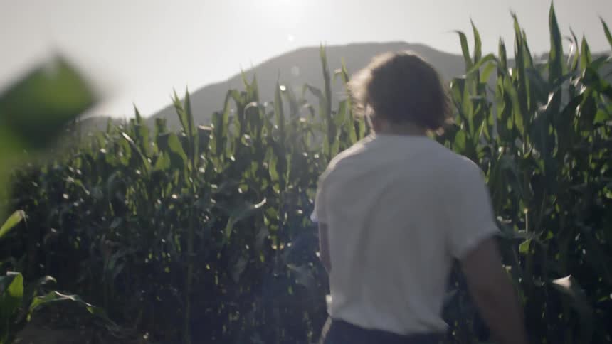 A man and woman walk through a corn field