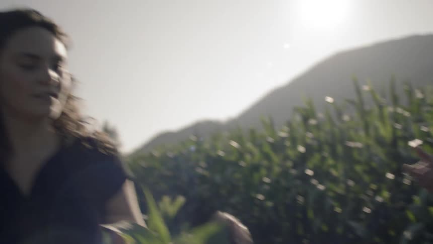 Man and woman walks in the corn field under the shining sun