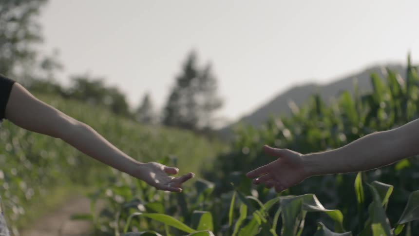 A young man and woman walk along a path through the middle of a cornfield while playful touching hands
